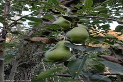 Pyrus communis
